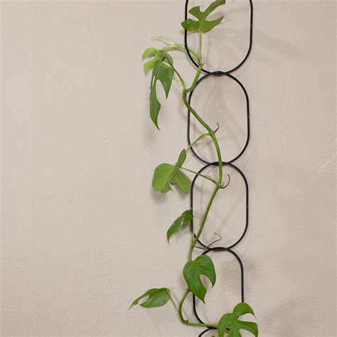 Climbing Plant Support River Road Nursery