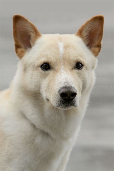 Canaan Dog Dog Breed Information Dog Breeds Canaan Dog Unique Dog