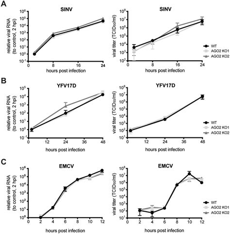 Viral Replication Kinetics In Wildtype And Ago Knockout Cells