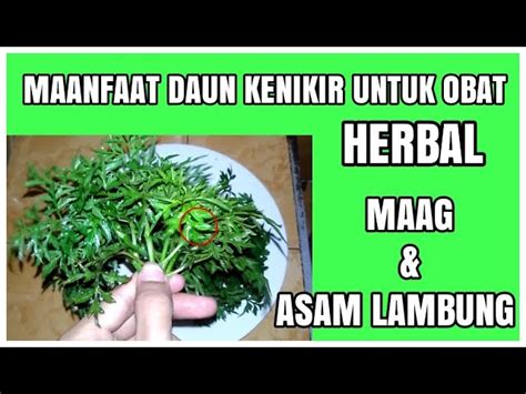 Intip Manfaat Daun Kenikir Yang Jarang Diketahui Untuk Atasi Asam Lambung