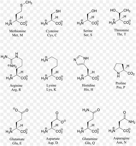 Structure Chart Amino Acid Png X Px Structure Chart Acid