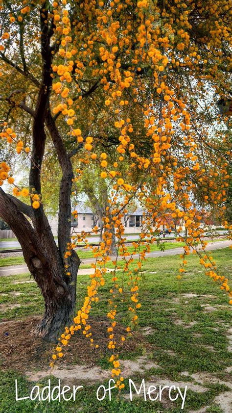 Ladder of Mercy: Huisache, Acacia farnesiana