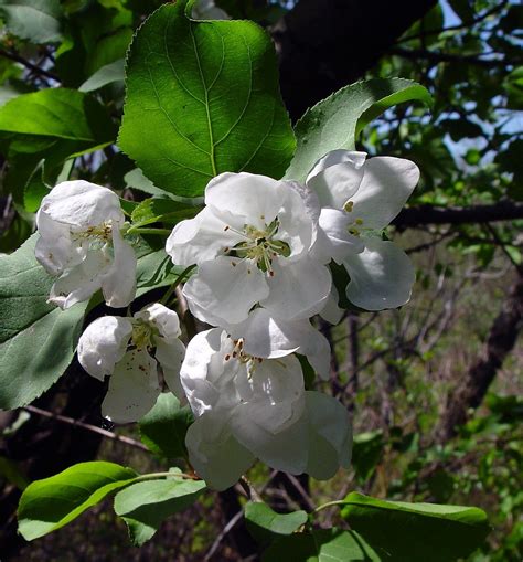 Malus Leaves