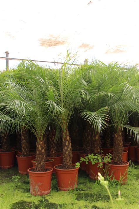 Comprar Palmera Phoenix Roebelenii Palmera Resistente De Interior Y