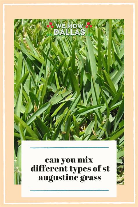 Can You Mix Different Types Of St Augustine Grass St Augustine Grass Grass Species Grass