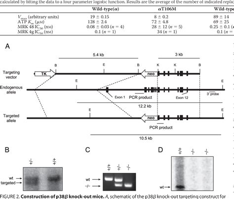 mapk gene semantic scholar