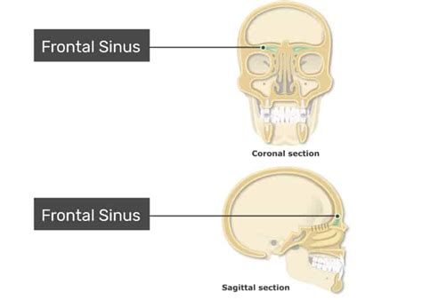 FRONTAL SINUS - New