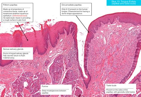 Anat Papillae Blue Tongue Foliate Papillae And Taste Buds