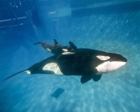 A killer pregnancy - Killer whales - Pictures - CBS News