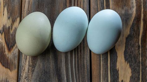 Ameraucana Chicken Eggs: Colors, Size, Cleaning and Nutritional Value - A-Z Animals