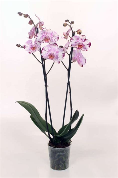 Phalaenopsis orhideja Online cvećara GARDEN SHOP