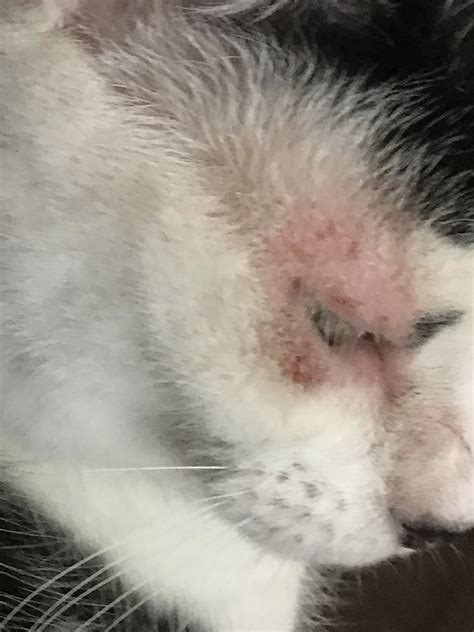 My Cat Has Red Skin Around Her Eyes Once A While We Are Not Sure If Its From Fighting With Our