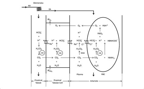 Schematic Representation Of Oxygen And Carbon Dioxide Transport