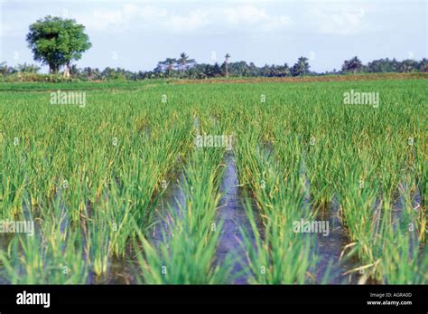 Rice Paddy Bali Indonesia Stock Photo - Alamy