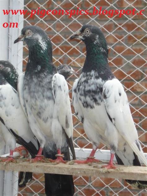 Pakistani Tady Pigeons Kabotar White Eyes Pigeons Pics Latest