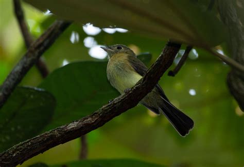 Foto Assanhadinho Myiobius Barbatus Por Rosi Oliveira Wiki Aves A