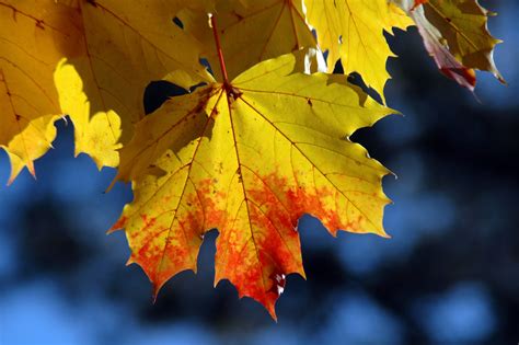 Free Images Autumn Leaf Leaves Maple Tree Daytime Light Nature