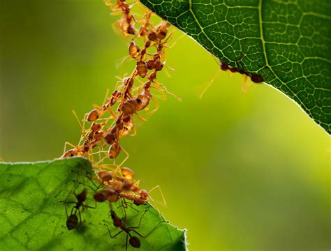 Understanding the Role of Ants in Your Garden Ecosystem