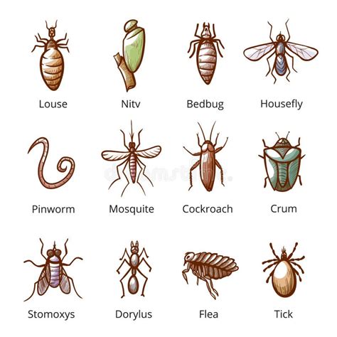 Insect Parasite Icon Set Bugs With Names Stock Vector Illustration