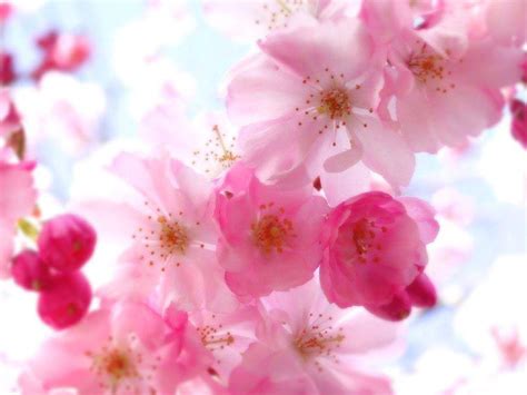 Flower Theme Wallpapers - Top Free Flower Theme Backgrounds ...