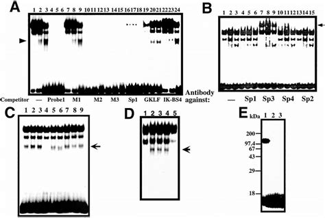 Gmsa Analysis Of Reg Gene Promoter A Binding Of Rinm5f Cell Nuclear