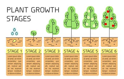 La Croissance D arbre Présente L infographics Icônes De Schéma