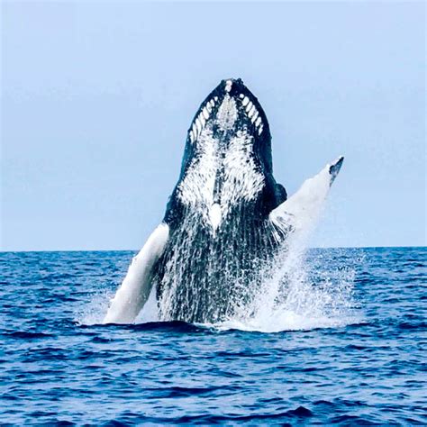 Kona Whale Watch Cruise Tour Hawaii Tours