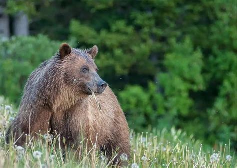 Grizzly Bear Behavior - AnimalBehaviorCorner