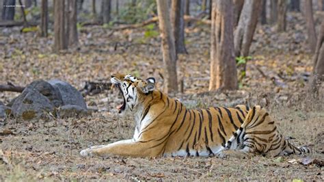 tiger yawning | Pugdundee Safaris blog