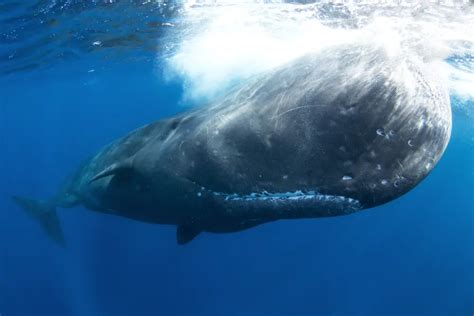 Animaux Marins En Voie De Disparition La Saison Bleue