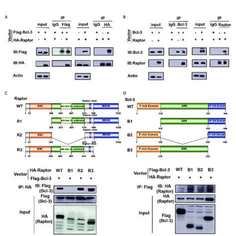 Bcl Interact With Raptor A Flag Bcl Interacted With Ha Raptor In