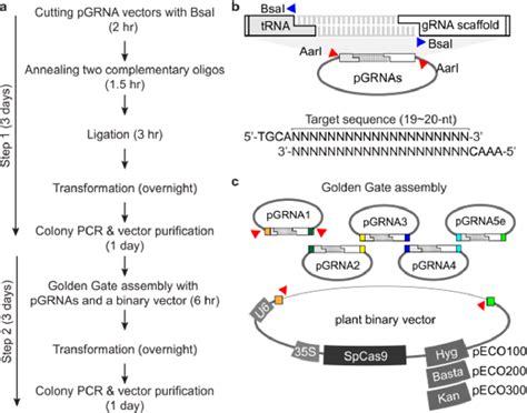 Figure 1 From A Multiplex Guide RNA Expression System And Its E Cacy