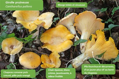 Comment reconnaître les girolles Chasseurs de champignons