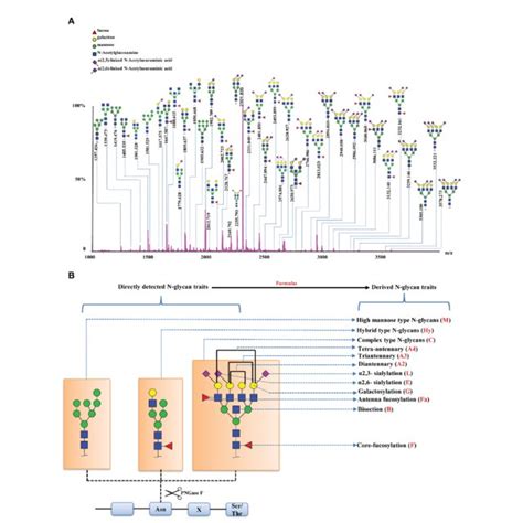 Serum N Glycome Features Of EC A A Representative Annotated Spectrum