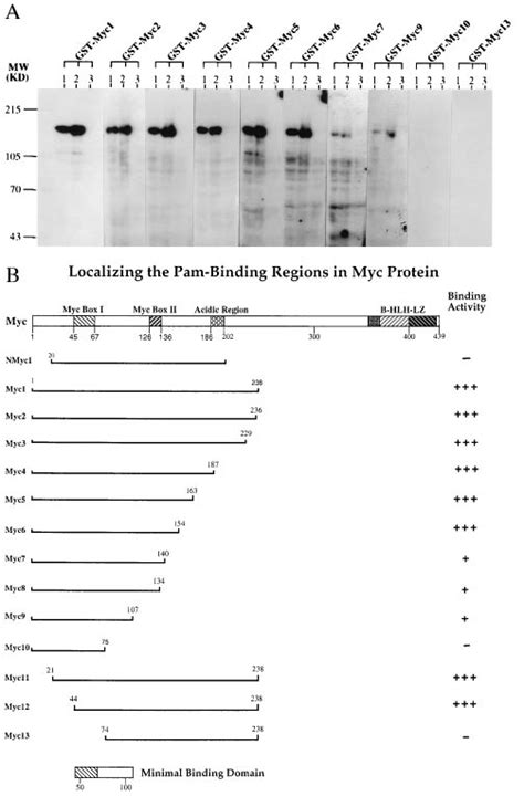 Localization Of The Pam Binding Site Within Myc A Binding Of 32 Download Scientific Diagram