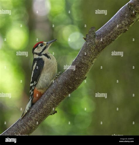 Great Spotted Woodpecker Stock Photo Alamy