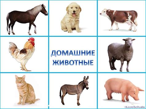 Картинки Домашних Животных Для Детей Распечатать Цветные – Telegraph