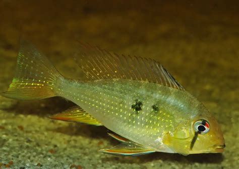 Acarichthys Heckelii Threadfin Acara — Seriously Fish