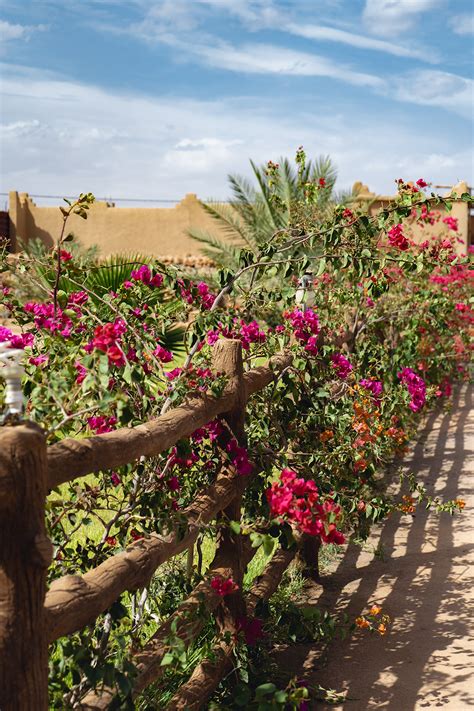 Flowers Morocco - Two Find a Way