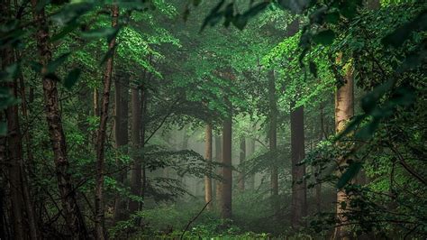 Online crop | HD wallpaper: Earth, Forest, Fog, Green | Wallpaper Flare