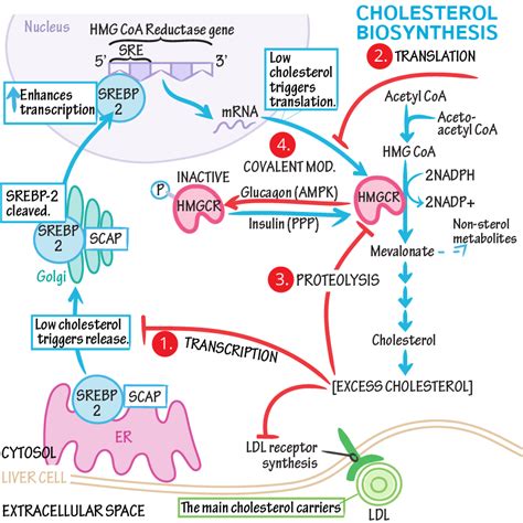 Cholesterol Homeostasis