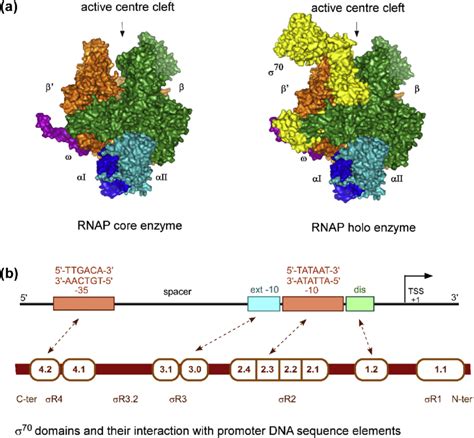 A Structure Of Bacterial Rnap Core Enzyme Left And Holoenzyme