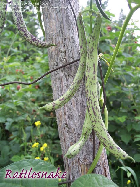 PlantFiles Pictures Snap Bean String Green Or French Bean