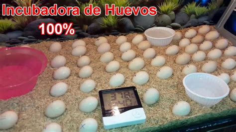 Incubadora Casera Incubadora De Huevos Como Hacer Una Incubadora De