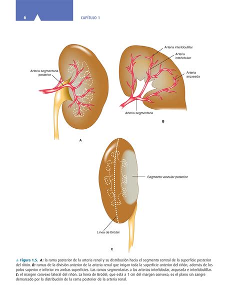 Smith Y Tanagho Urologia General 18a Ed Pdf