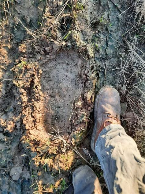 Possible Bigfoot Footprints Measuring Inches Found Pressed Into