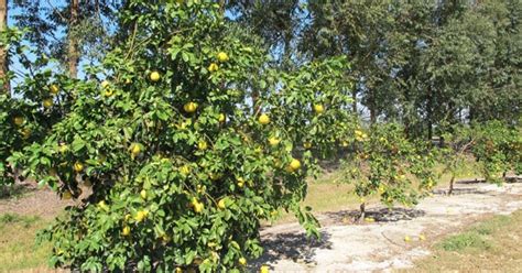 Florida Researchers Discover Possible Cultivar Resistance To Citrus