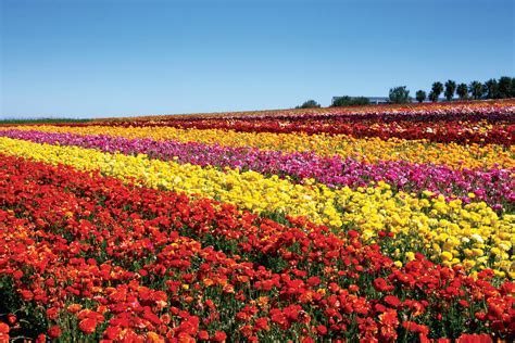 The Flower Fields At Carlsbad Ranch® Opens Sunday March 1 Pubclub