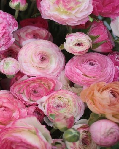 Ranunculus Aviv Picotee Pink Verslun Gar Afl Ra