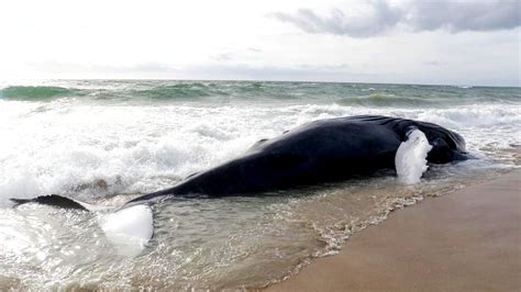 12 POSSIBLE REASONS WHY WHALES BEACH THEMSELVES